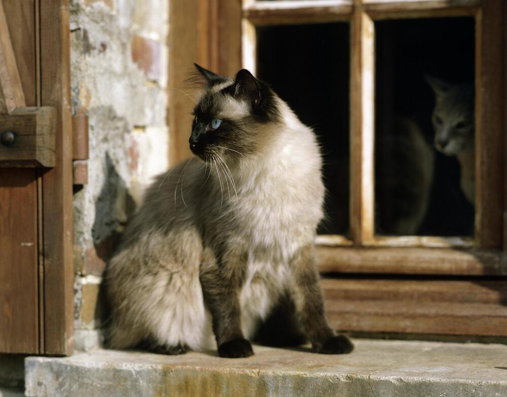 Katze, Balinese