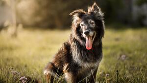 Hund
