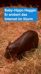 Baby-Hippo Haggis: Er erobert das Internet im Sturm