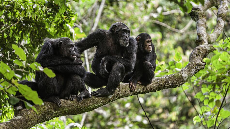 Schimpansenfamilie sitzt in Tansania auf einem Baum