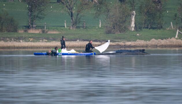 Rettungsaktion für den Buckelwal