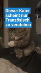 Verstehen Katzen Sprachen