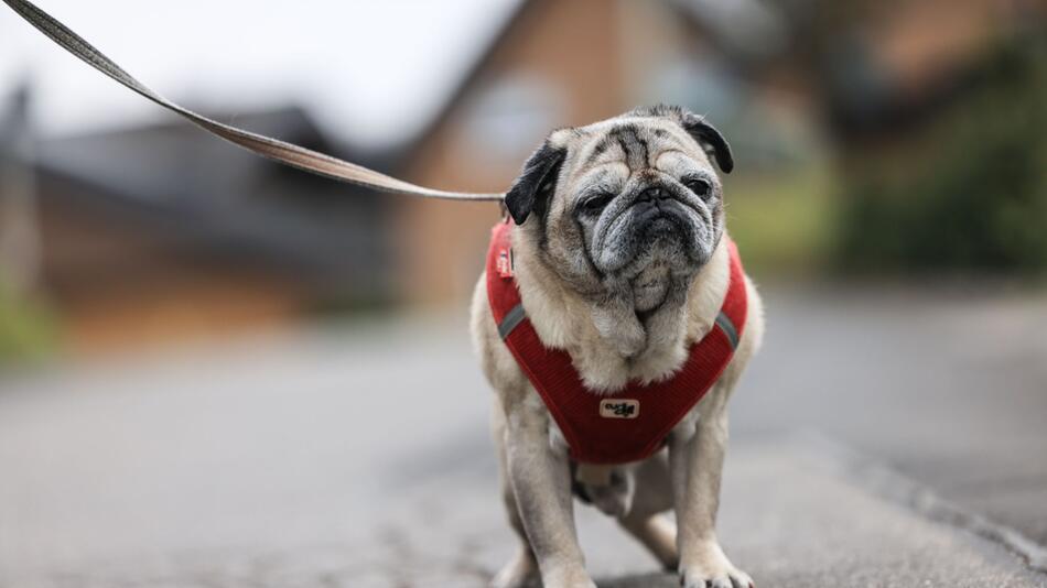 Demenz bei Haustieren - Mops Olli