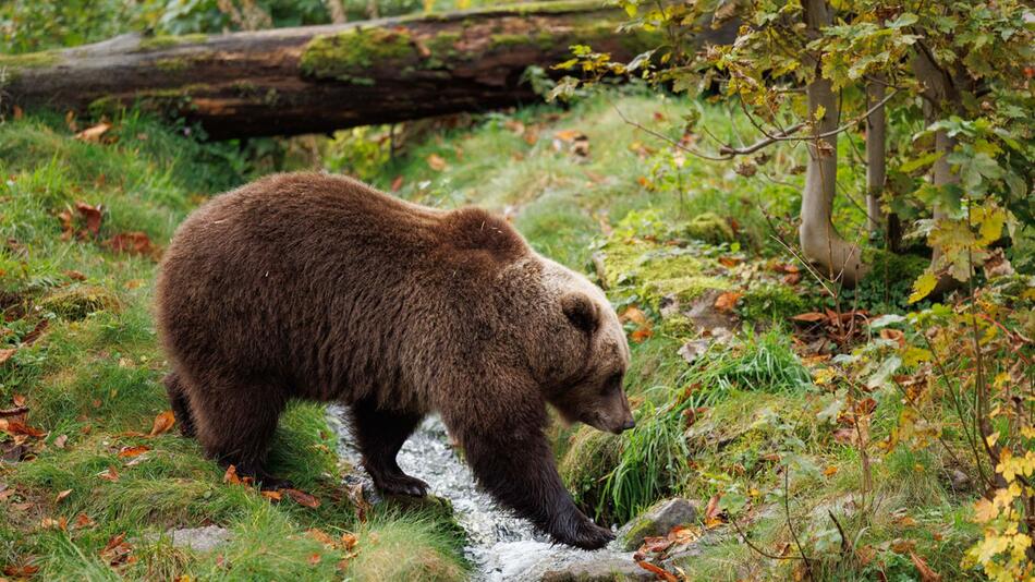 Ein Braunbär