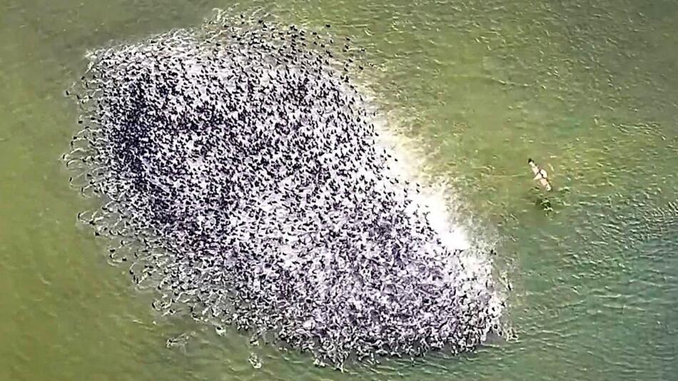 Tierisches Teamwork: Clevere Blässhühner verhindern Adlerangriff