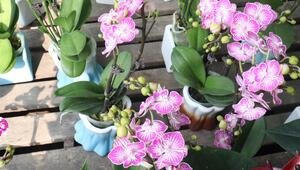 Orchideen