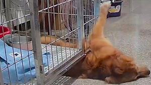 Houdini-Hündin: Golden Retriever findet eigenen Ausweg aus Käfig
