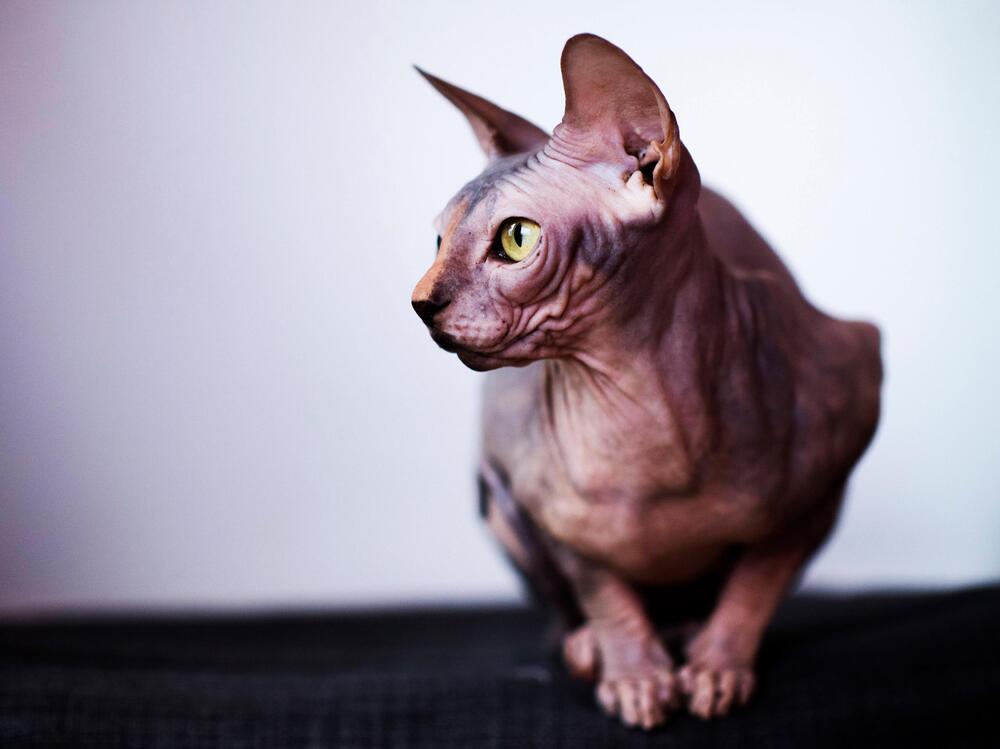 Katze, Sphynx