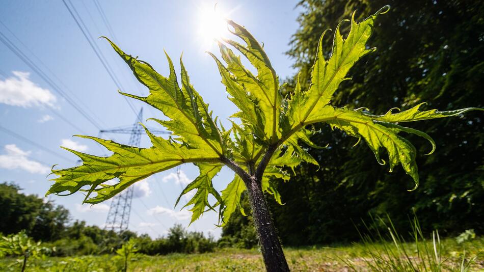 Pflanzen des Riesenbärenklau wachsen auf einer Wiese