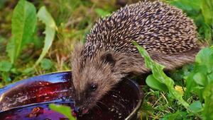 tiere hitze helfen igel