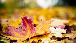 Herbstpflanzung