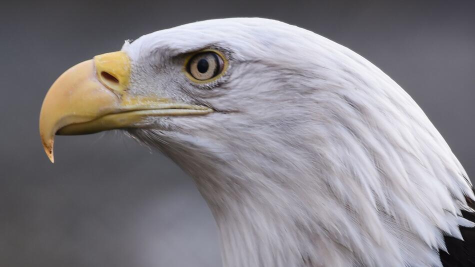 Weißkopfseeadler