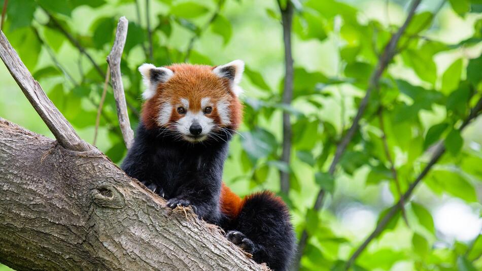 Zoo Duisburg vermisst Kleinen Panda