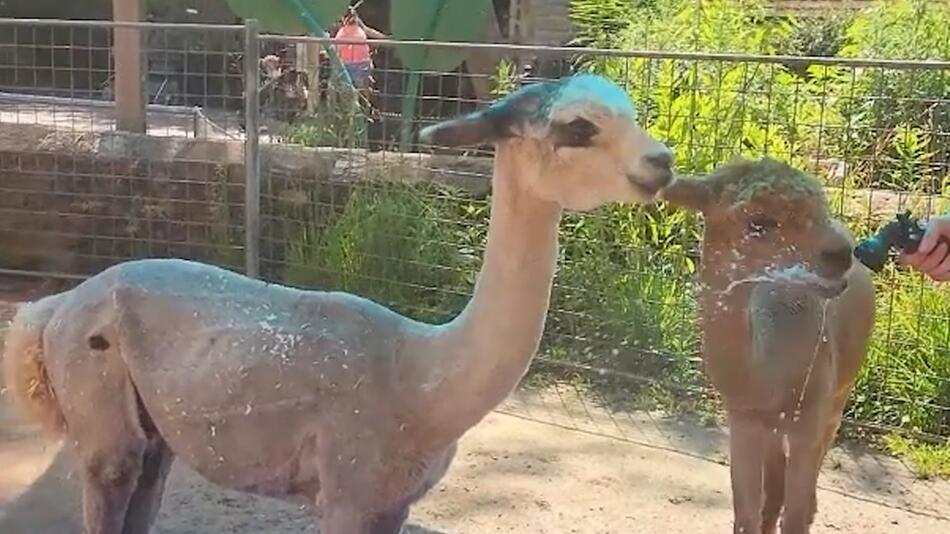 Alpaka-Poolparty im Philadelphia Zoo
