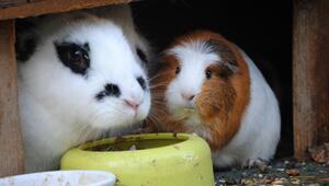 Kaninchen und Meerschweinchen sitzen unter einem Unterstand