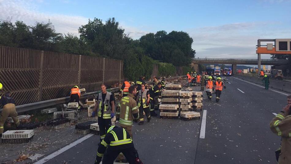 Westautobahn, Sperrung, Unfall, Hühner