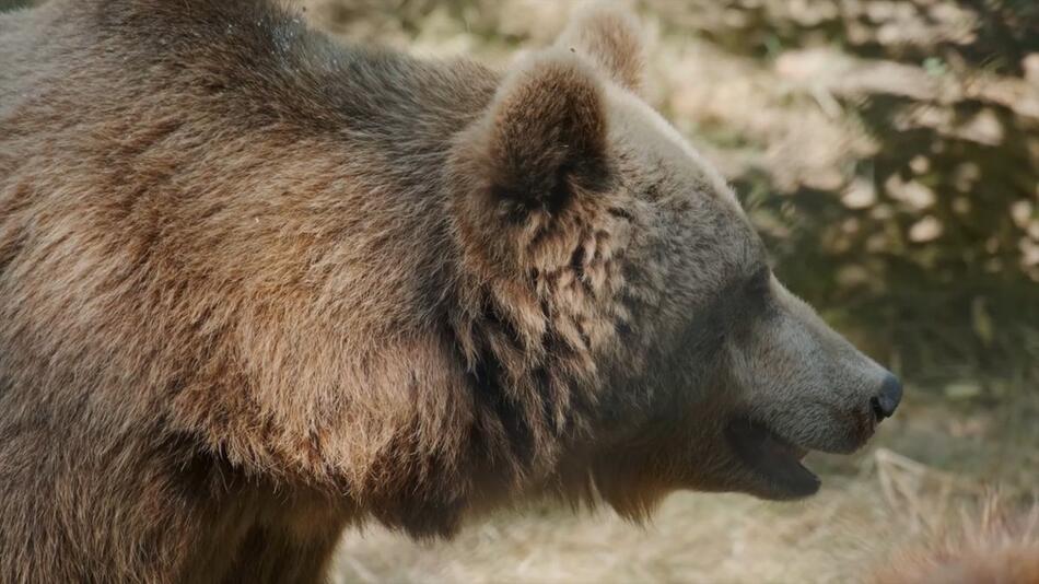 Karpaten: Bären rücken Menschen auf den Pelz
