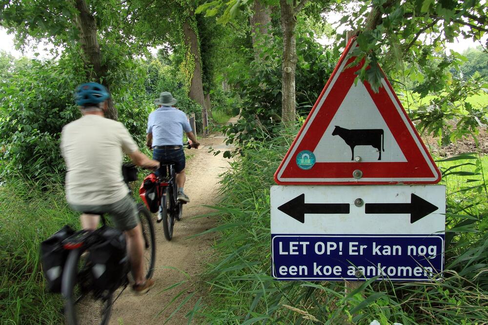 Warnschild "Kühe können kreuzen"