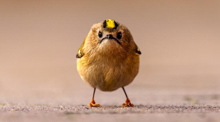 Nikon Comedy Wildlife
