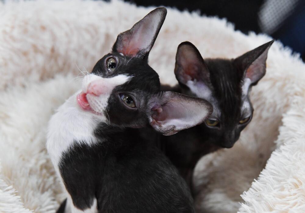 Katze, Cornish Rex