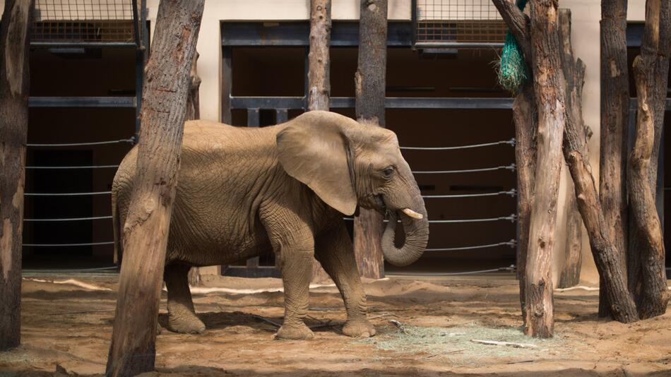 Unfall im Zoo: Elefantendame klemmt ihren Rüssel in Tor ein