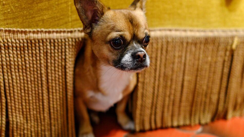 Hund versteckt sich an Silvester unter einem Sessel