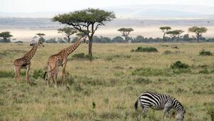 Zebras und Giraffen grasen in einem Nationalpark.