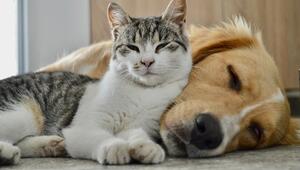 Katze Hund