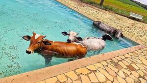 Abkühlung gesucht: Vier Kühe landen im Swimmingpool