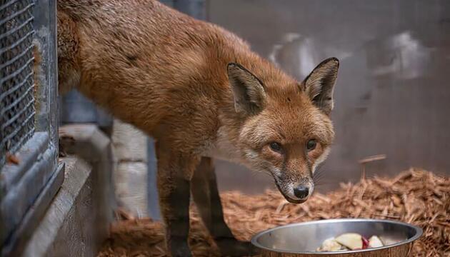 Fuchs reist als "blinder Passagier" von England nach  New York