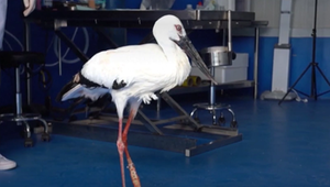 Zweite Chance in der Wildnis: Einbeiniger Storch erhält maßgefertigte Prothese