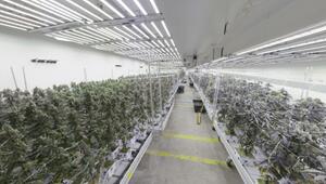 Große Plantage in Wien entdeckt