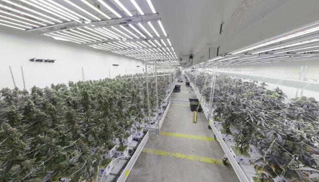 Große Plantage in Wien entdeckt