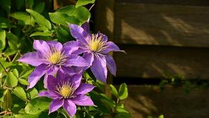 Clematis pflanzen und schneiden