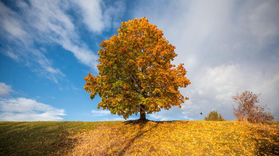 Sonniger Herbstmorgen - Wetter in Stuttgart