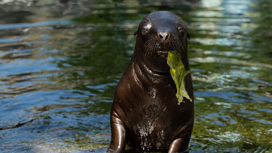 Seelöwenweibchen in Pariser Zoo geboren