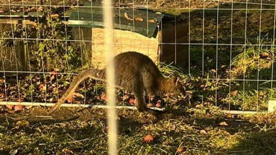 ++ HANDOUT ++ Känguru Mirko hatte die Helfer zuerst ordentlich auf Trab gehalten