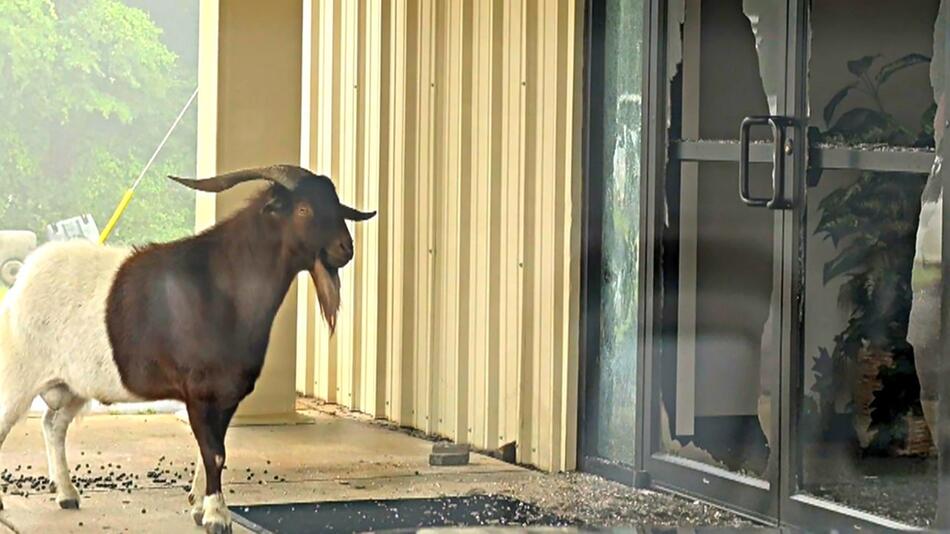 Tierischer Alarm in Texas: Ziegenbock kracht durch Kirchentür– 1.600 Dollar Schaden
