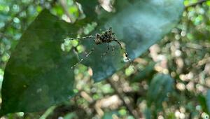 Spinne baut zur Ablenkung riesigen Fake-Doppelgänger