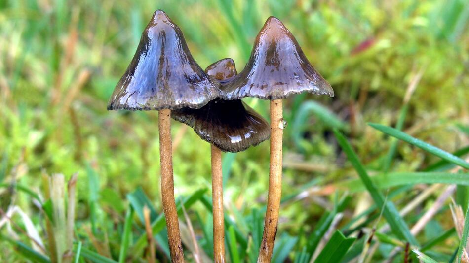 Halluzinogene Pilze: «Magic Mushrooms»