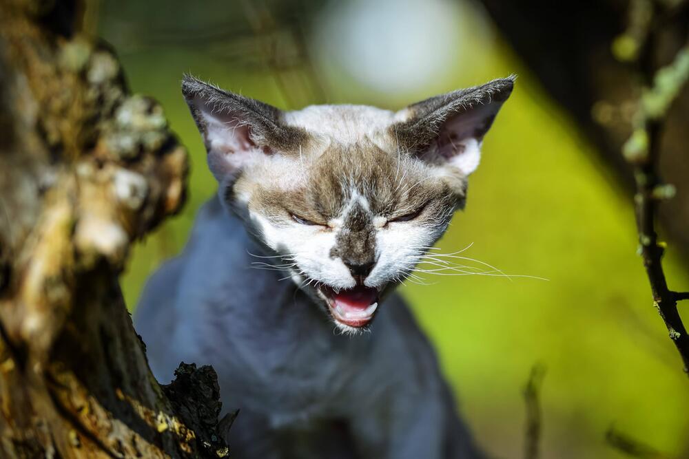 Katze, Devon Rex
