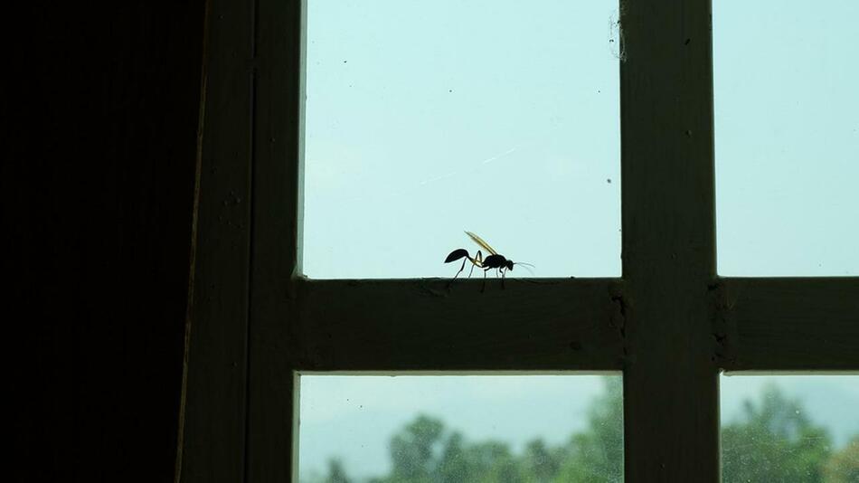 Trick Insekten Fenster
