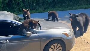 Fahrzeug mit Spielplatz verwechselt: Bärenfamilie entert Auto