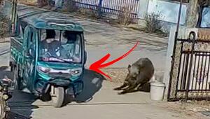 Chaos in Dorf: Wildschwein rammt Kleintransporter – dann knallt es richtig