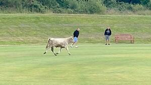Ungebetener Gast: 800-Kilo-Bulle beendet Cricketspiel in Nordengland