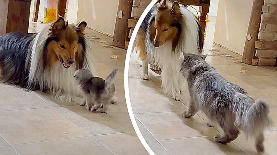 Hund zeigt Kätzchen die Zähne – doch dann kommt die Mama