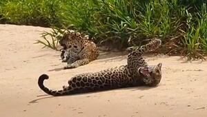 Jaguar gegen Winzling: Raubkatze trifft auf Insekt