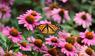 Gartenpflanzen und Schmetterling