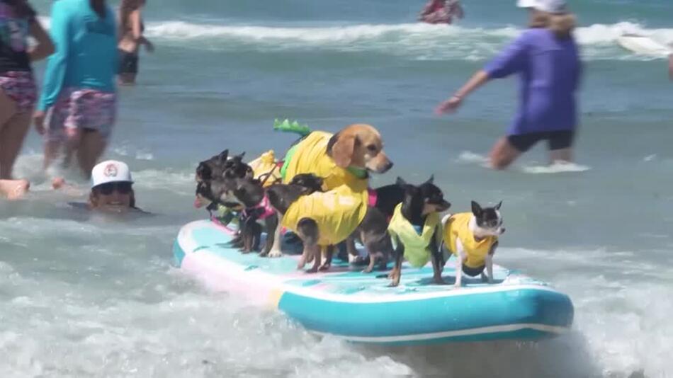 Surfende Hunde vor großer Kulisse