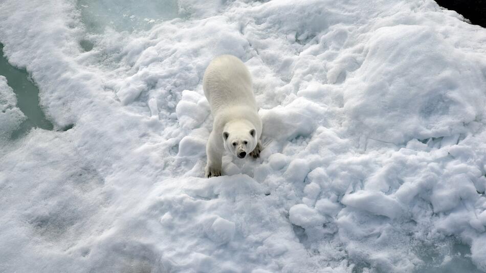 Eisbär im Nordpolarmeer